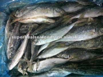 Sea frozen horse mackerel Trachurus japonicus