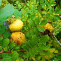 Boisson solide avec de la poudre de cberére de vitamine C