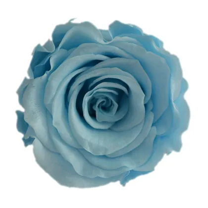 Sweet Pink Rose Flowers - Fresh Cut Flowers & Preserved Options