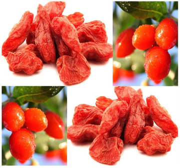 Chinese Goji Berry Factory Supply