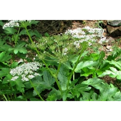 Chinese Medicine Rhizoma Seu Radix Notopterygii Extract