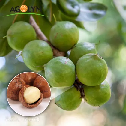 Yunnan Original and Cream Flavor Roasted Macadamia nuts