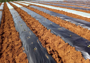 Agriculture orchard wildly used silver black perforated plastic mulch film punch hole price