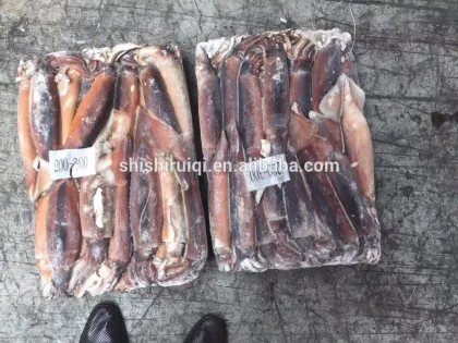 Frozen squid high quality illex squid, whole squid seafood