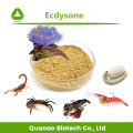 Cyanotis Arachnoidea Extract Ecdysterone 80% -98% Polvo