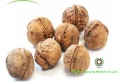 Harga terendah Walnut Kernel Light Quarters