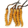 Venta de masas Cordyceps seta polvo