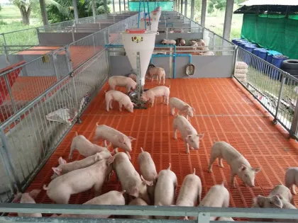 Pig Farm Equipment: Nursery Crates, Sow Gestation Beds, and More for Sale