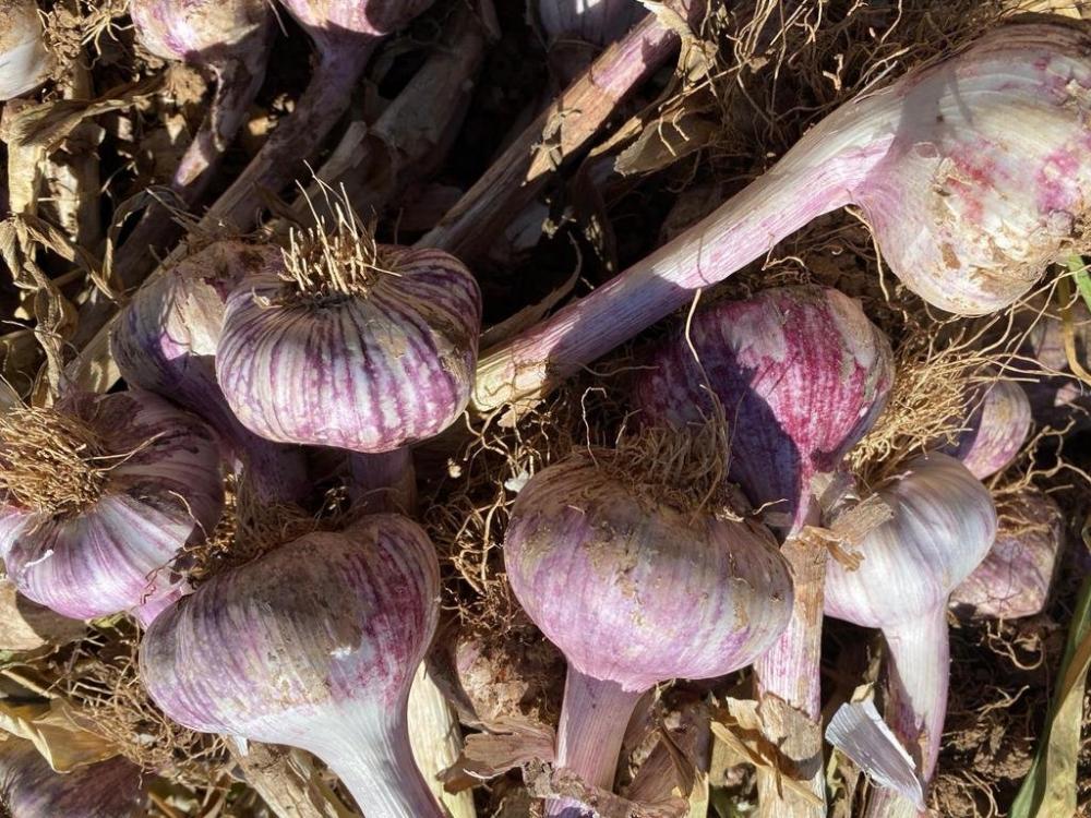 High quality bulk fresh garlic and hot sale garlic