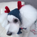 Modis musim dingin Pet manis anjing rajutan topi
