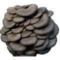 High Purity Pleurotus Ostreatus Extract Pleurotus ostreatus extract polysaccharide Supplier