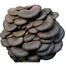  Chicken Leg Mushroom Pleurotus ostreatus extract polysaccharide Factory