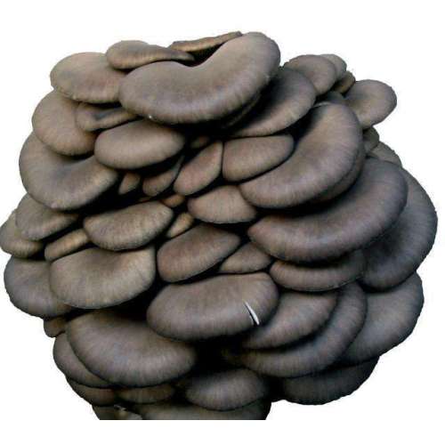 Pleurotus ostreatus extract polysaccharide