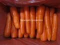 La carotte sucrée est saine pour nous