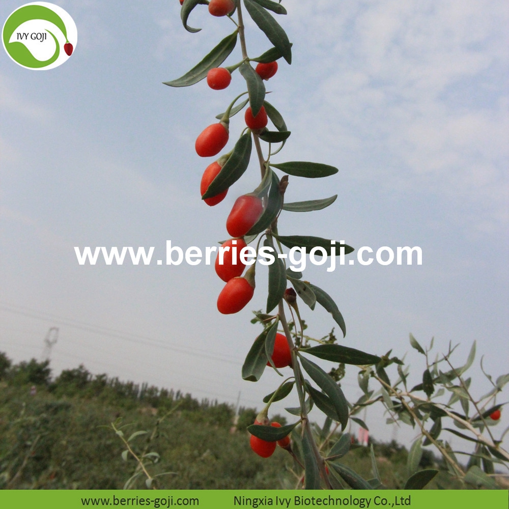 organic goji berry