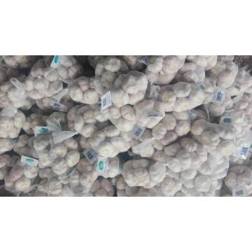 Hot Selling in Market Fresh Pure White Knoflook