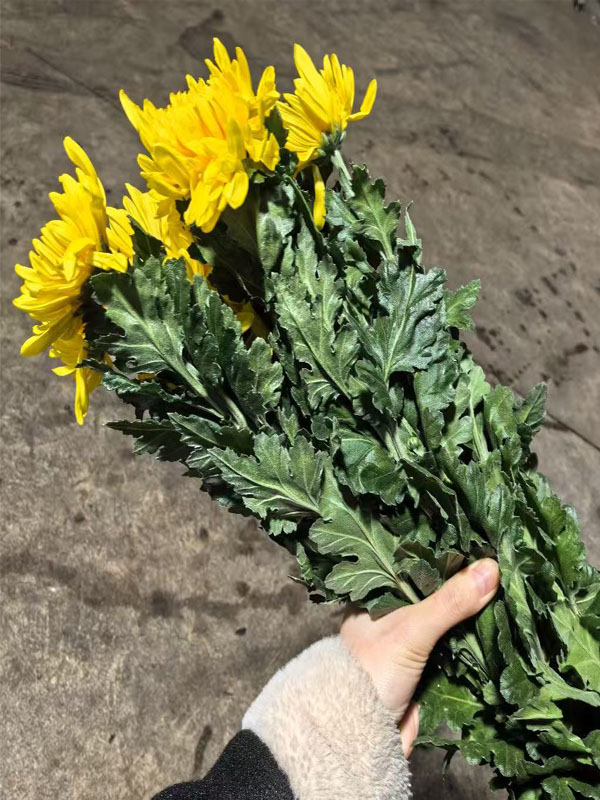 Standard Yellow chrysanthemum