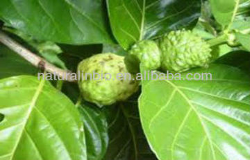 100% Natrual Noni extract