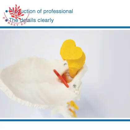 Medical Education and Clinical Pathology Teaching Demonstrations: Human Brain Stem and Cervical Models