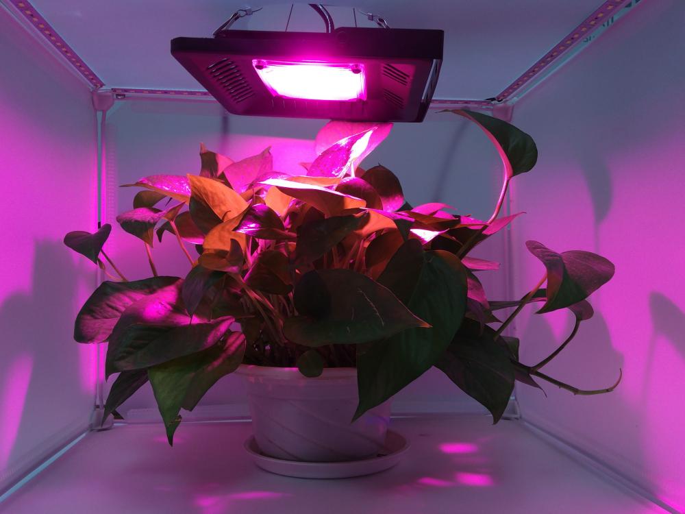 Best cob grow lights 2020 50w 100w 150w