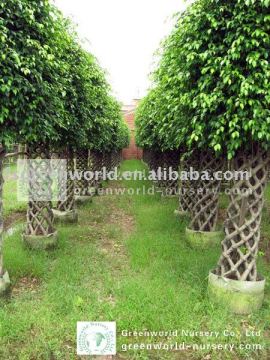 Ficus cage shape nursery