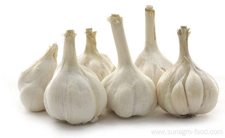 5.0-5.5cm quality white garlic