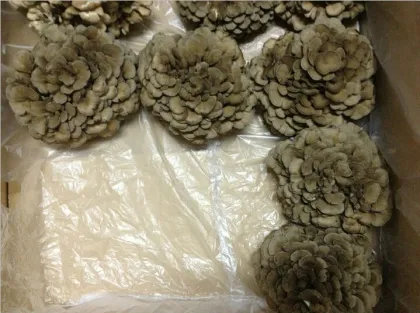 Fresh Maitake mushroom