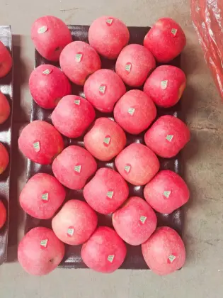 Red Lady Fresh Apples