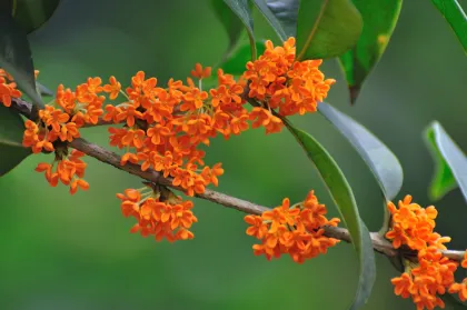 Concentrated Osmanthus Fragrance Oil for Industrial Food and Tobacco Applications
