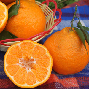 Nuovo prezzo per il raccolto di mandarini baby