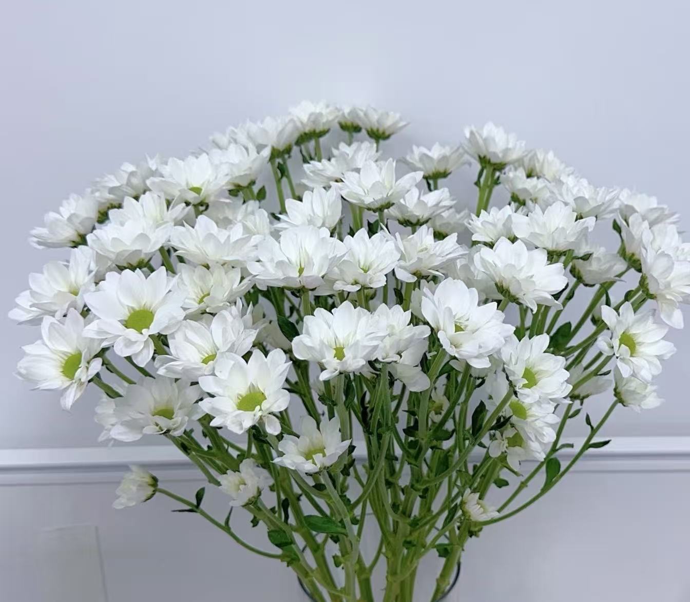 Salmon and small white chrysanthemum
