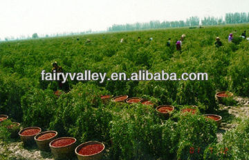 Wholesale goji berries The best goji from hometown of goji Ningxia the place where to find goji berries