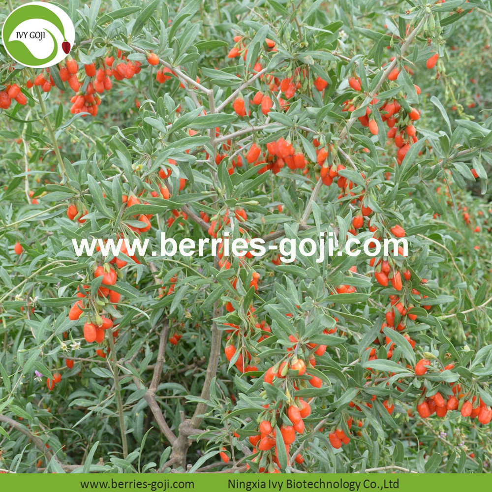 Goji berry