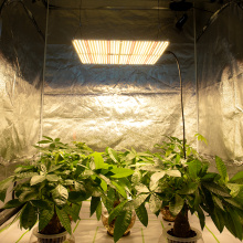 PVISUNG Grow Light For Plant