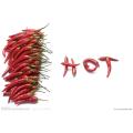 Capsaicin-Extrakt Capsicin 98% Pulver-Pfefferspray-Material