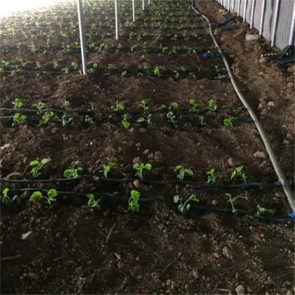 Tomato water-saving drip irrigation