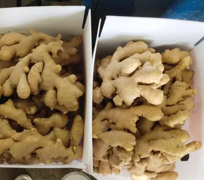 High Quailty Air Dried ginger