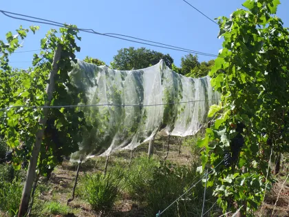 High Quality Agriculture Apple Tree Protection Anti-Insect Net