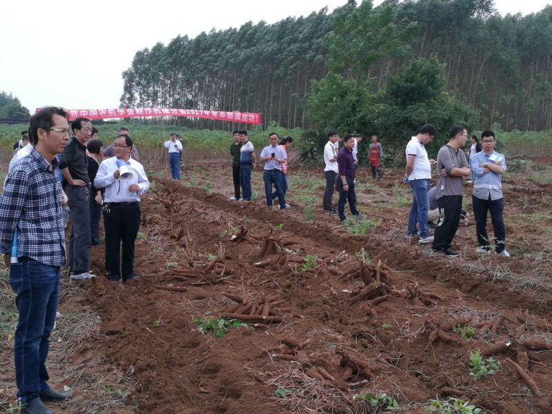 cassava digger