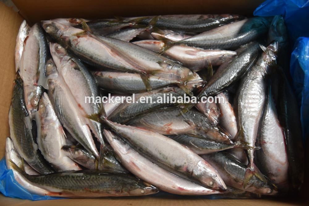 Best Quality Chinese Mackerel Whole Round Mackerel Fish For Sales