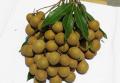 Chińska świeża owoc longan