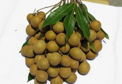 Chinese Fresh Longan Fruit