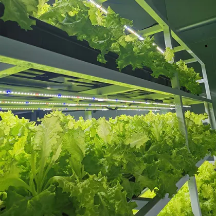 Strawberry Hydroponics Greenhouse Lettuce Grow System