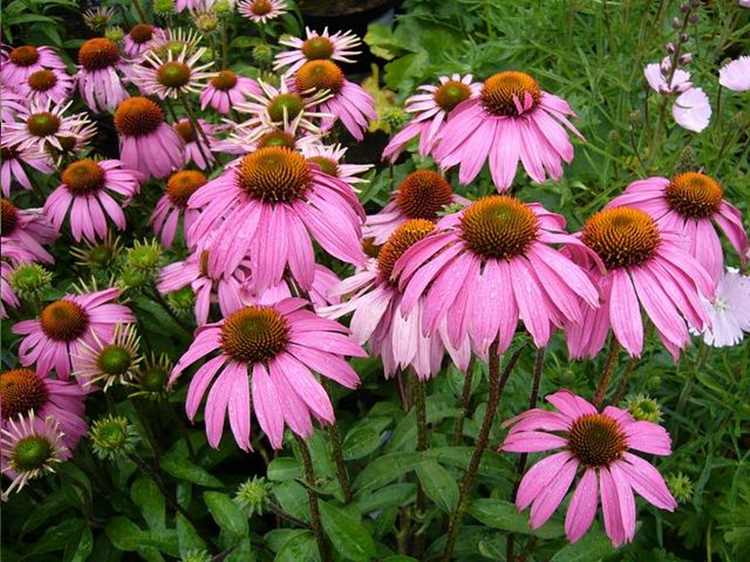 Echinacea Purpurea Extract Polyphenols