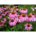 Natürlicher Echinacea -Extrakt/Echinacea purpurea Extraktpulver