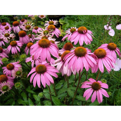 4% Polyphenols Echinacea Purpurea Extract Natural Echinacea Extract/Echinacea Purpurea Extract Powder Supplier