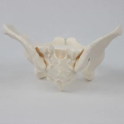2024 New KRC Medical Science Life-Size Female Pelvis Model