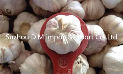 Health benefit Chinese garlic