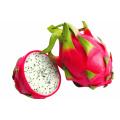 Best dragon fruit powder pitaya extract
