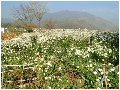 Chrysanthemum Tea Can Refresh The Heat